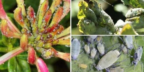 Listovi orlovih noktiju uvijeni: šta učiniti, kako obraditi